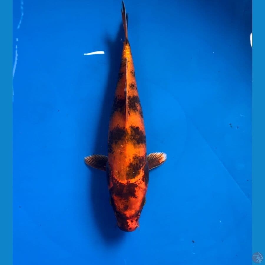 hikari utsuri 24cm