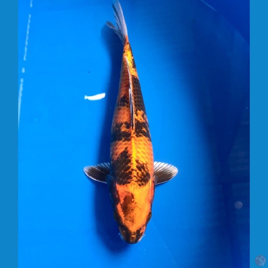 hikari utsuri 27cm