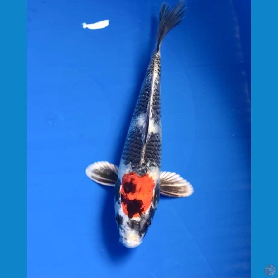 tancho showa hikari 23cm