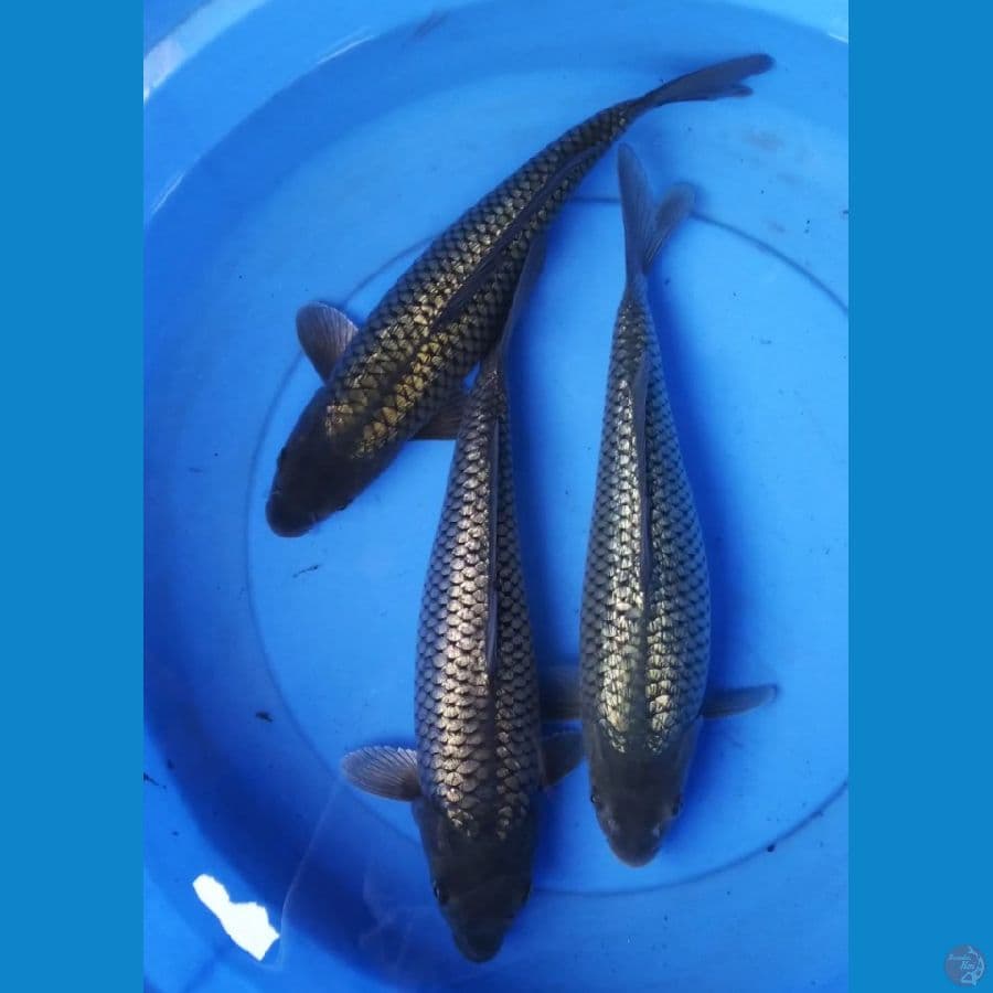 black diamond punuk super ginrin 34-35 cm