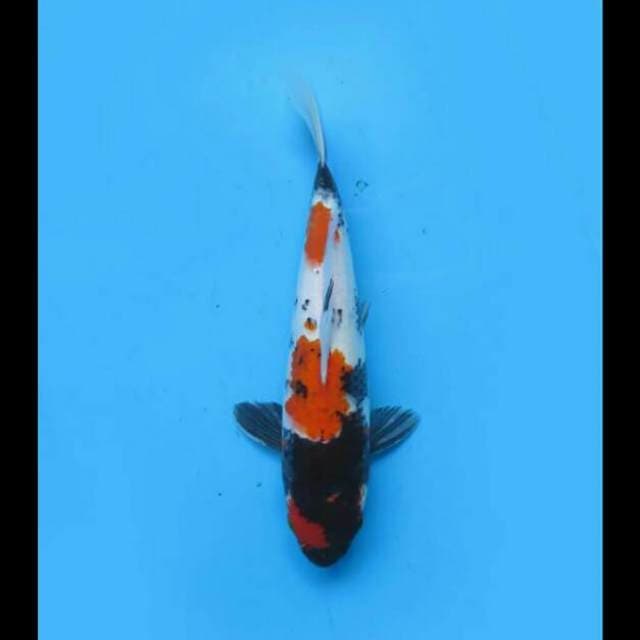 31cm - Showa Sanshoku Male