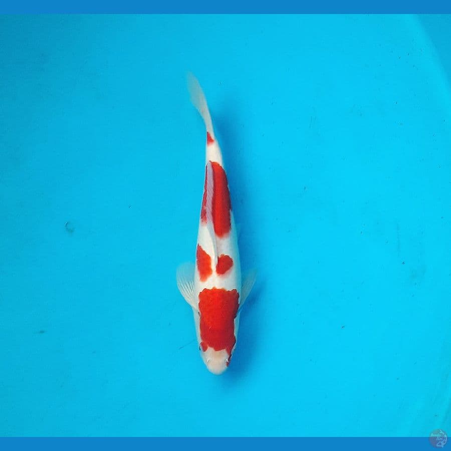 Kohaku 31cm Male