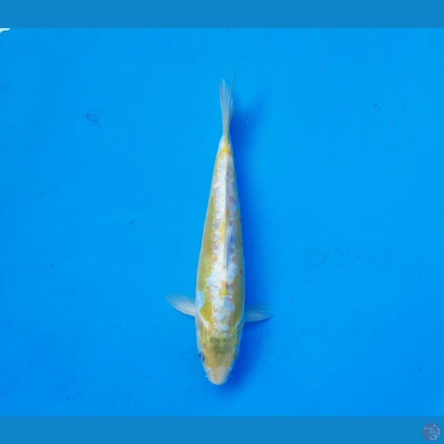 Ki shusui/ayawakaba 30cm male