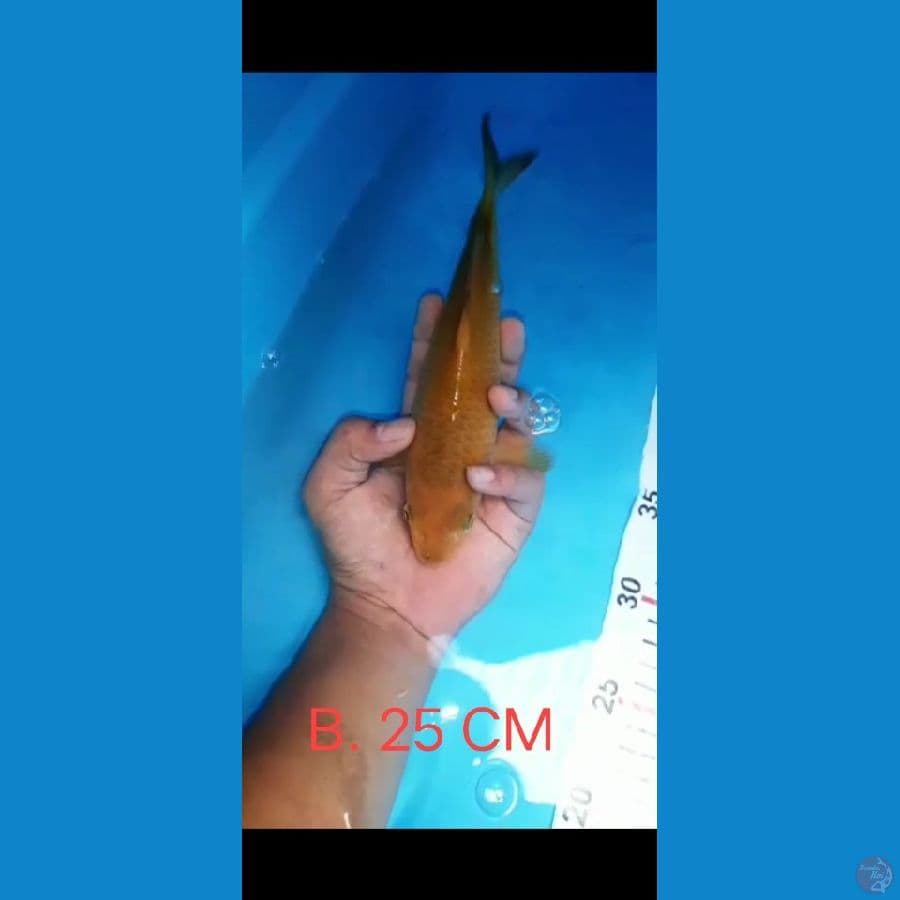Caramel SQ 25 cm