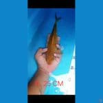 Caramel SQ 25 cm