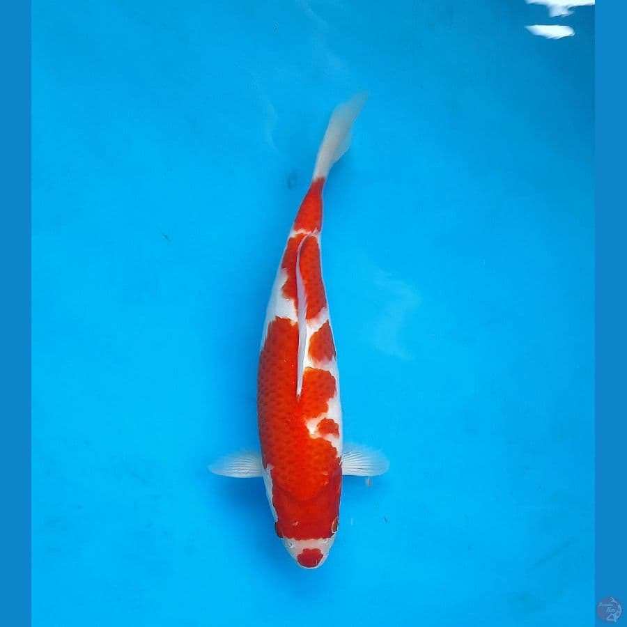 Kuchibeni kohaku 35cm Female