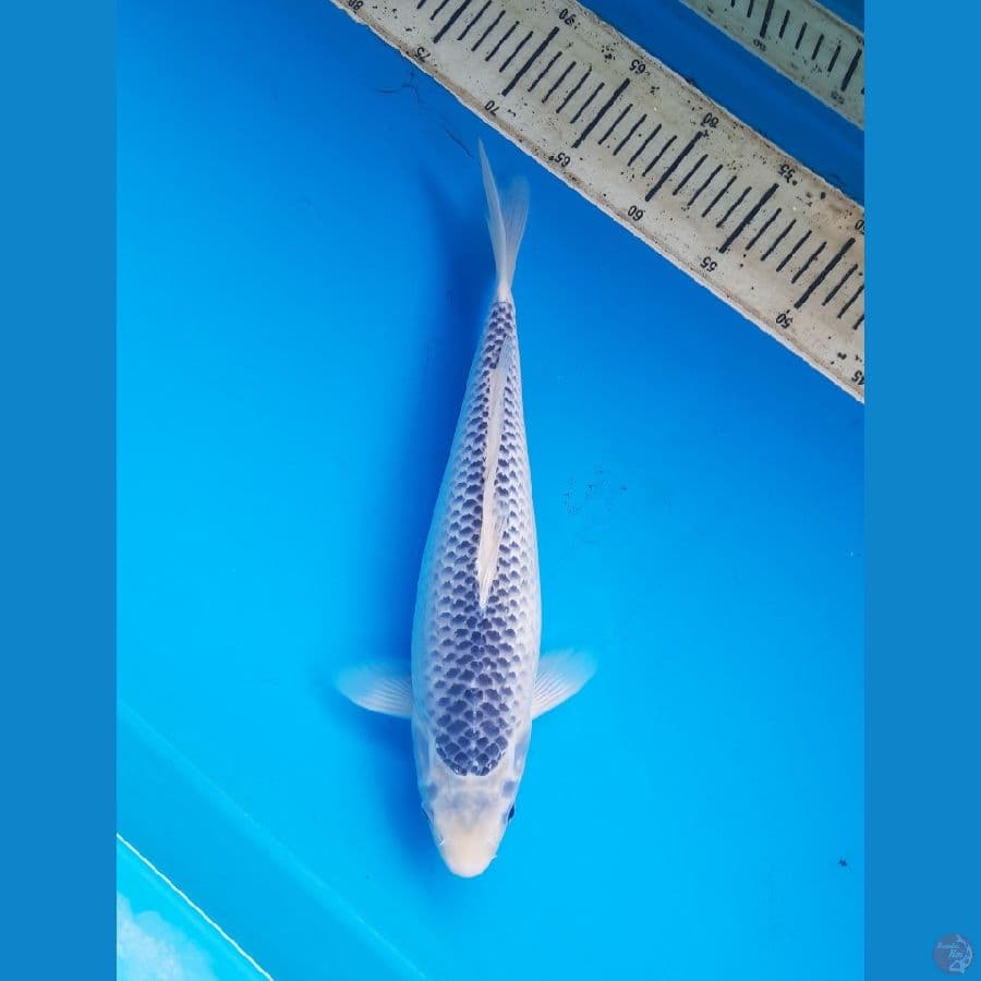 Narumi asagi 36cm Female