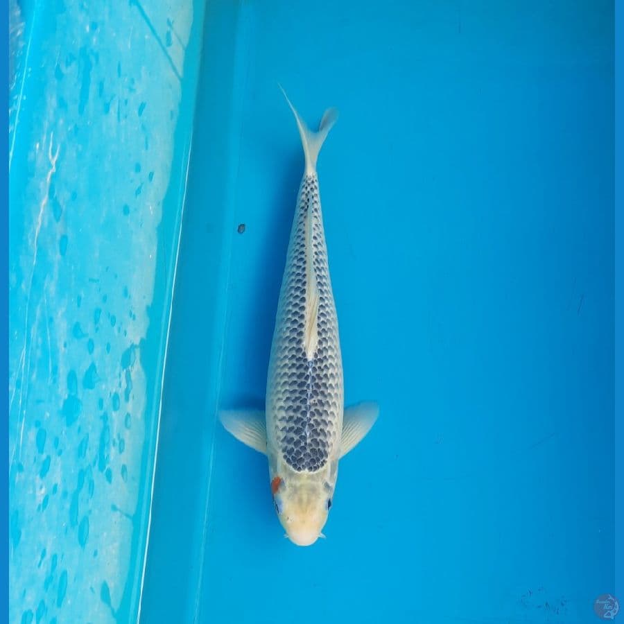 Konjo asagi 35cm Male
