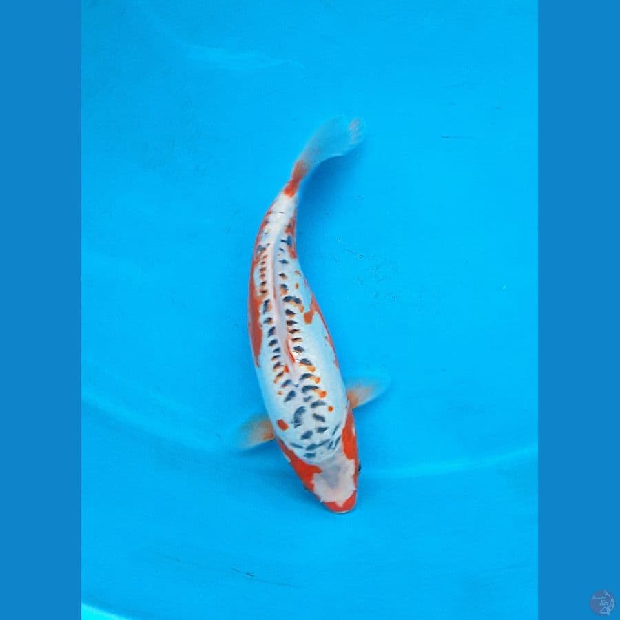 35cm Short body shusui Female