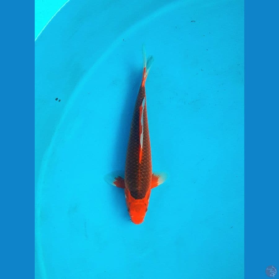 Aka matsuba 34cm Male