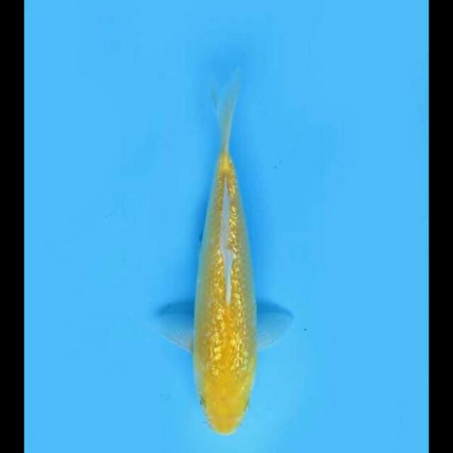 26cm Male - Karasi Full Ginrin 