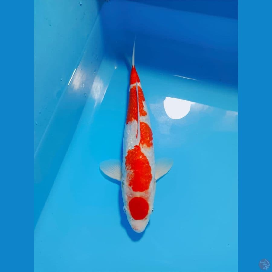 MARUTEN KOHAKU GINDRIN  33cm