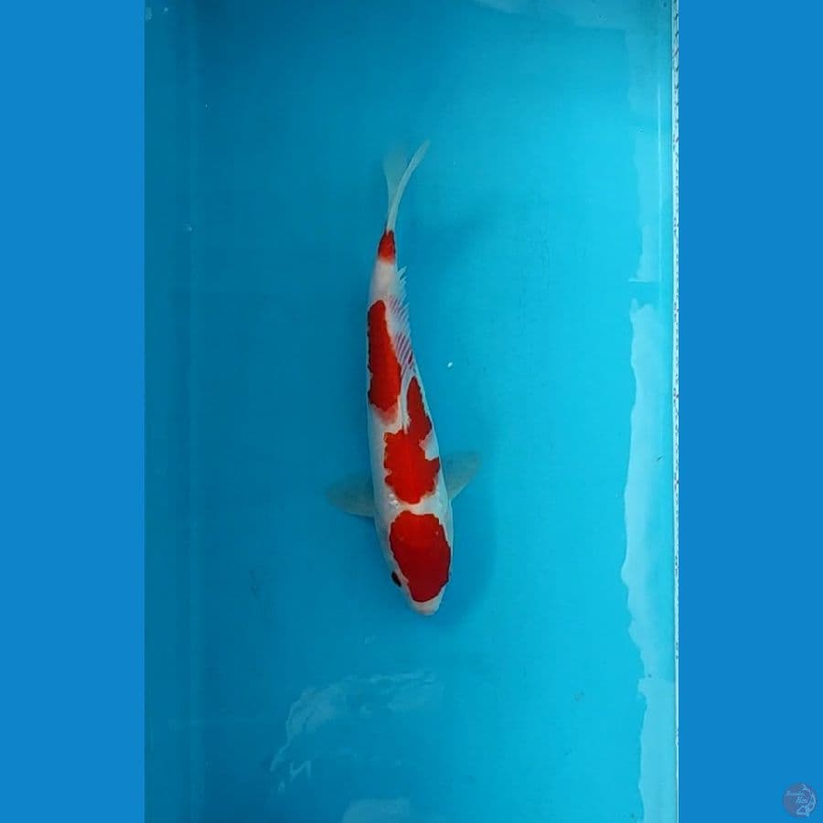 kohaku Ori