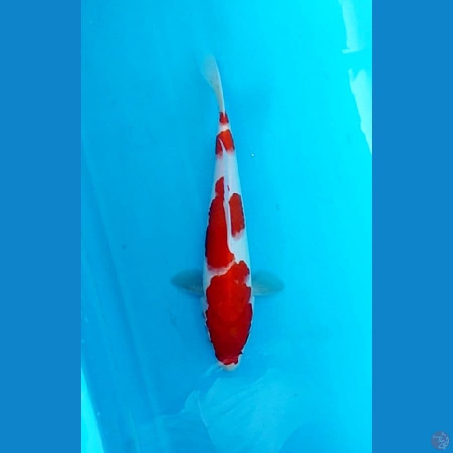 Kohaku 0ri