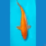 orenji ginrin 27cm