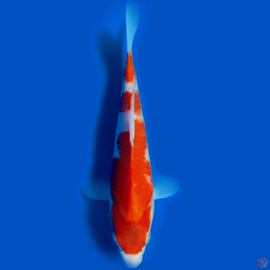 25CM