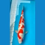 sakura kohaku f1 43cm male original patren