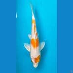 hariwake 25cm
