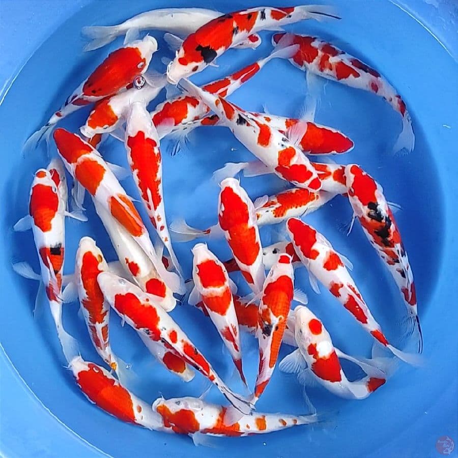 orisinil 25-30cm 30ekor