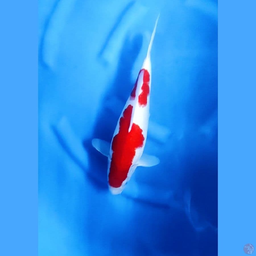 37CM # KOHAKU HALUS - F