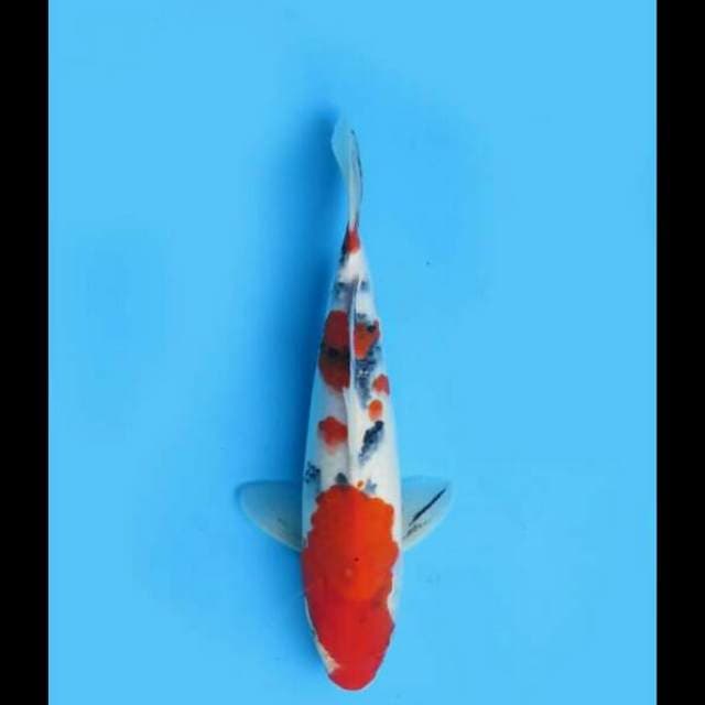 32cm Male - F1 Taisho Sanke 