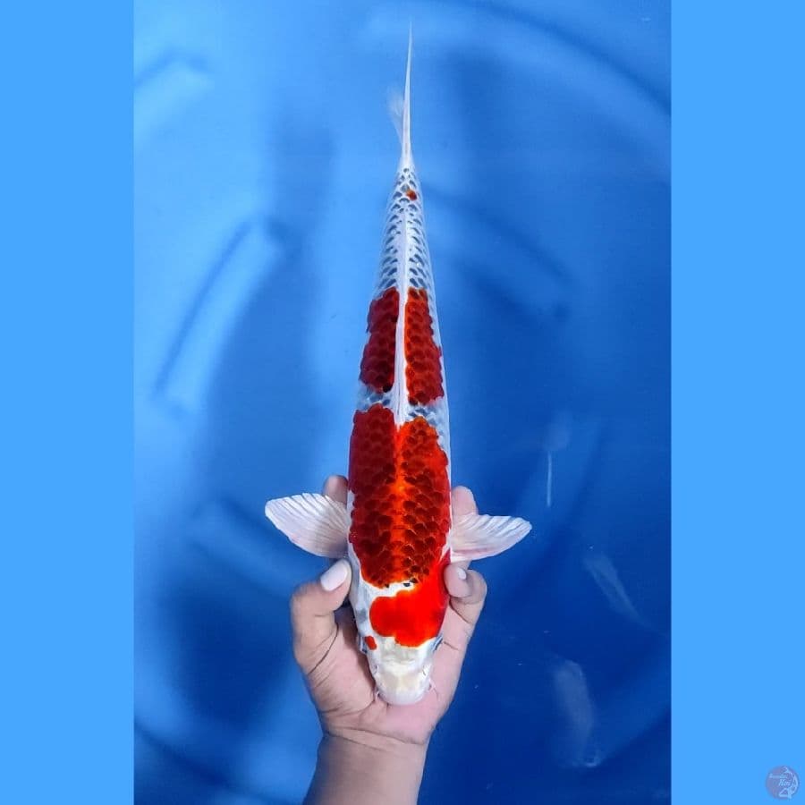 40BU / 39CM # KUJAKU DRAGON - M