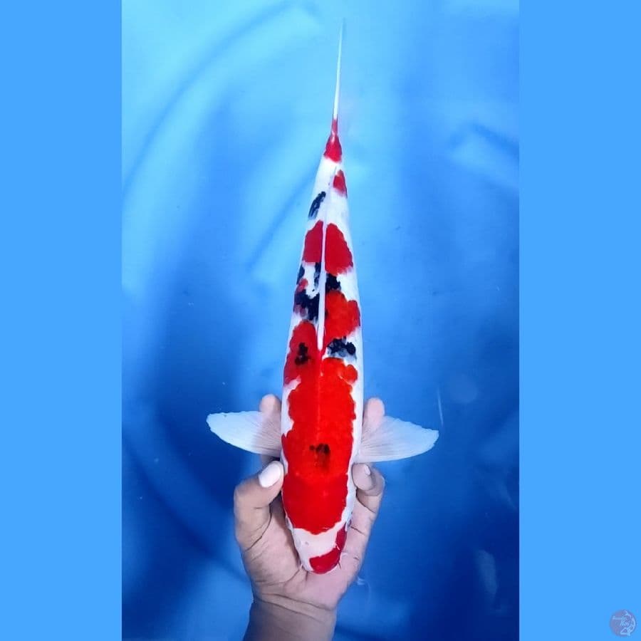 40BU / 39CM # TAISHO SANKE - M