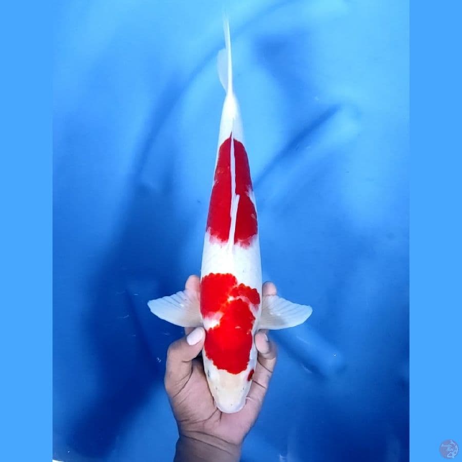40BU / 38CM # KOHAKU SPESIAL - M