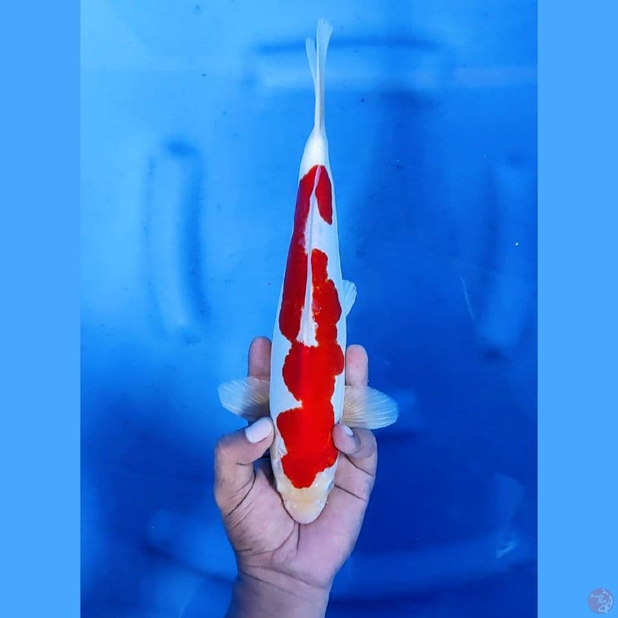 30CM # DOITSU KOHAKU - M