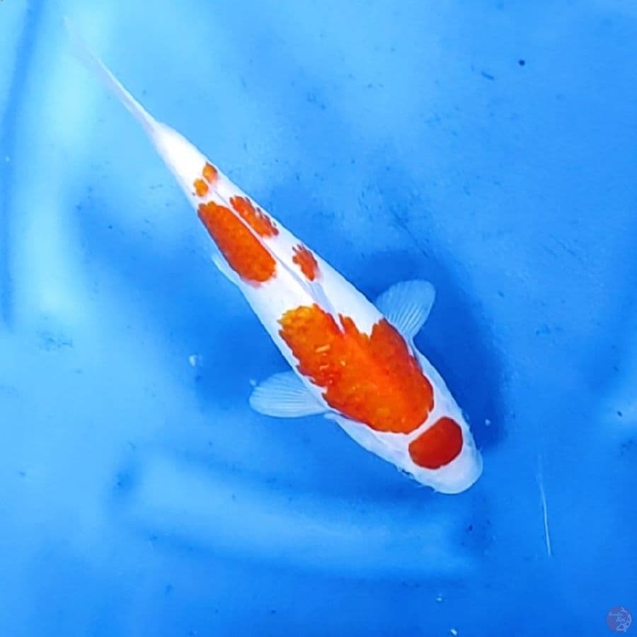 25CM # MARUTEN KOHAKU - F