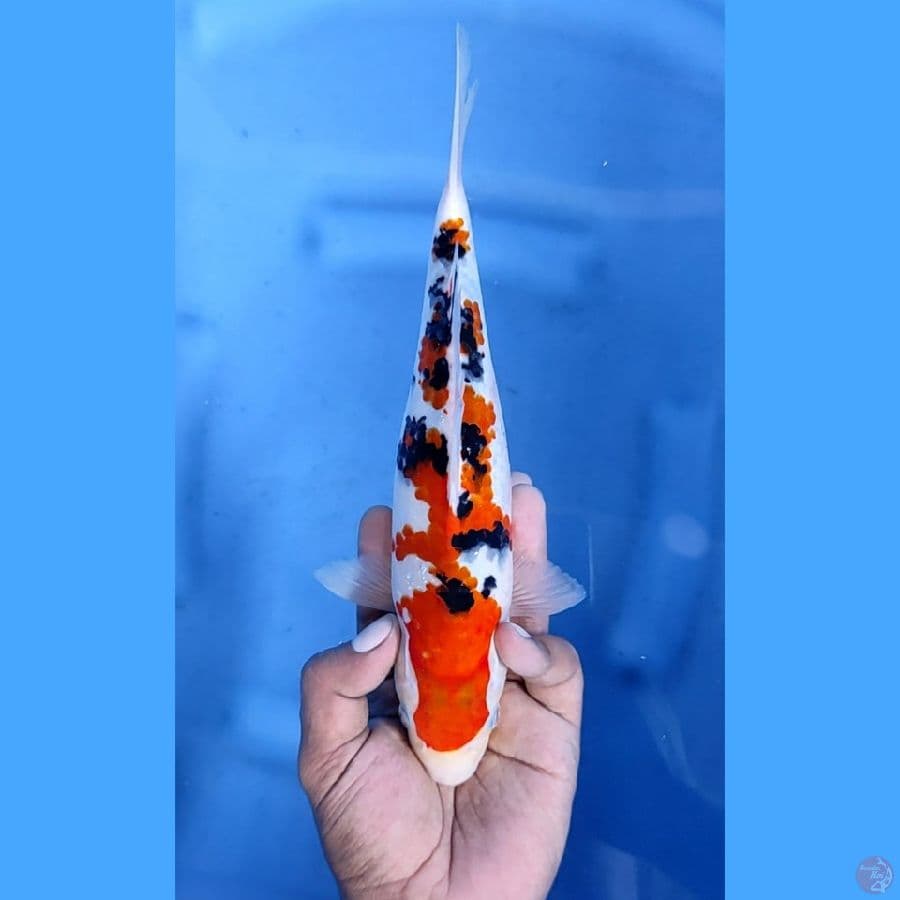 26CM # SANKE ISTIMEWA - M