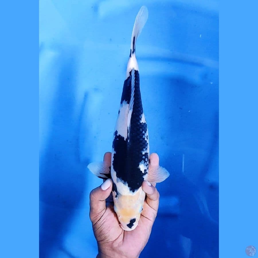 31CM # SHIRO SUMI - M