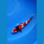 showa SQ male 27 cm 