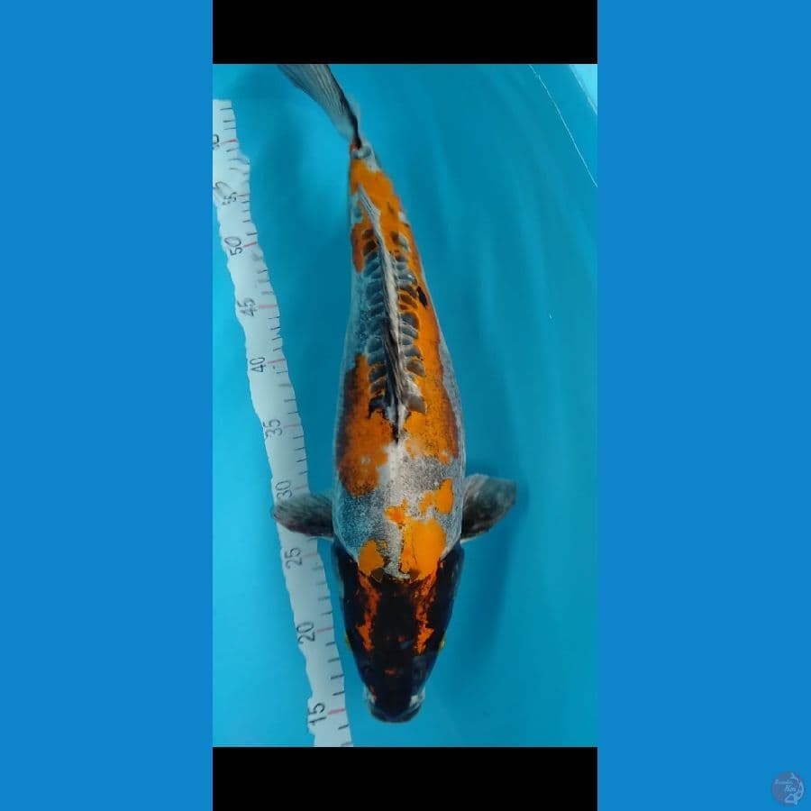 KIKOKURYU BULKY 50CM