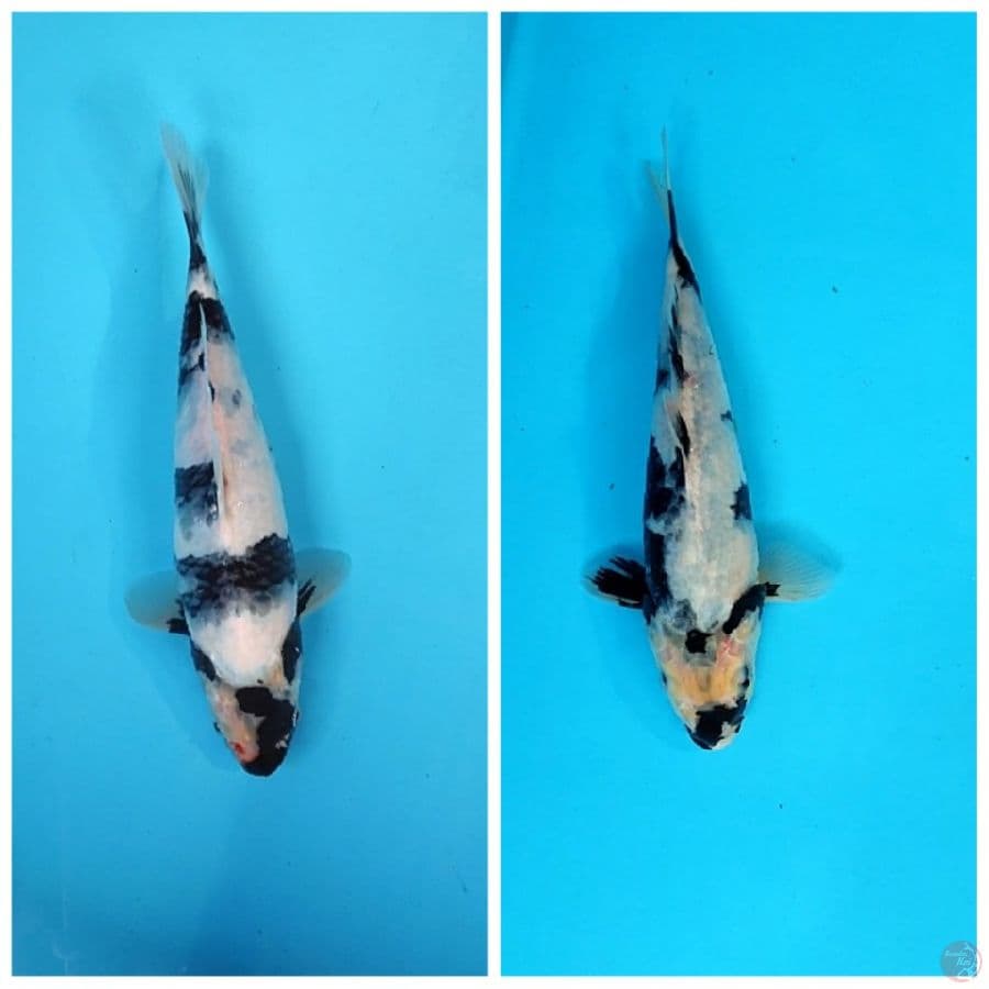 SHIRO UTSURI BAHAN KEEP 25BU