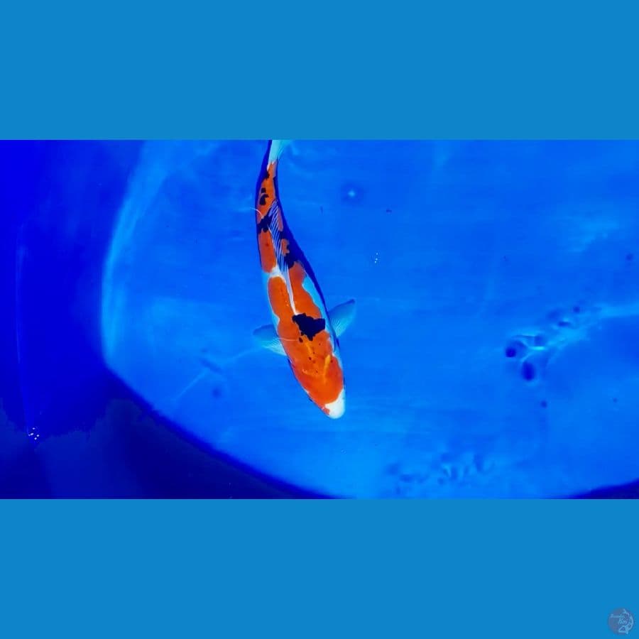 34 cm sangke doitsu