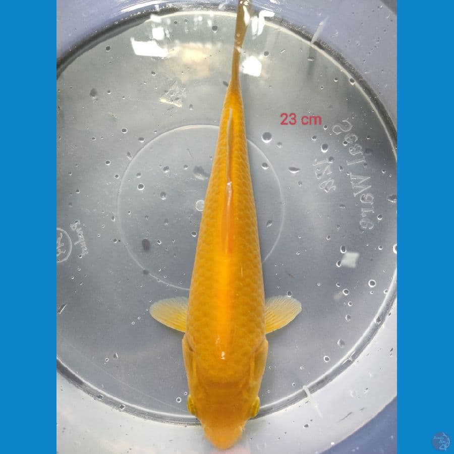 KARASI CORN HQ 23 CM