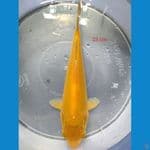 KARASI CORN HQ 23 CM