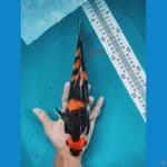 Showa HQ 30 cm BU