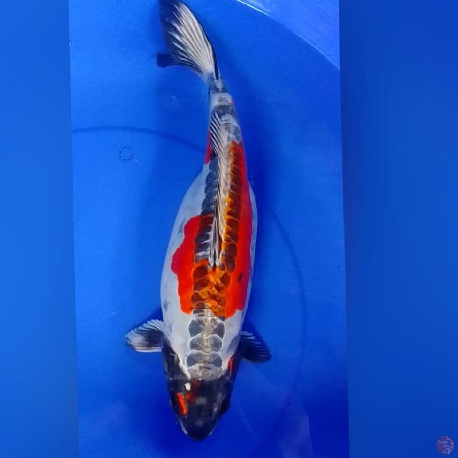 KIKOKURIYU 38CM