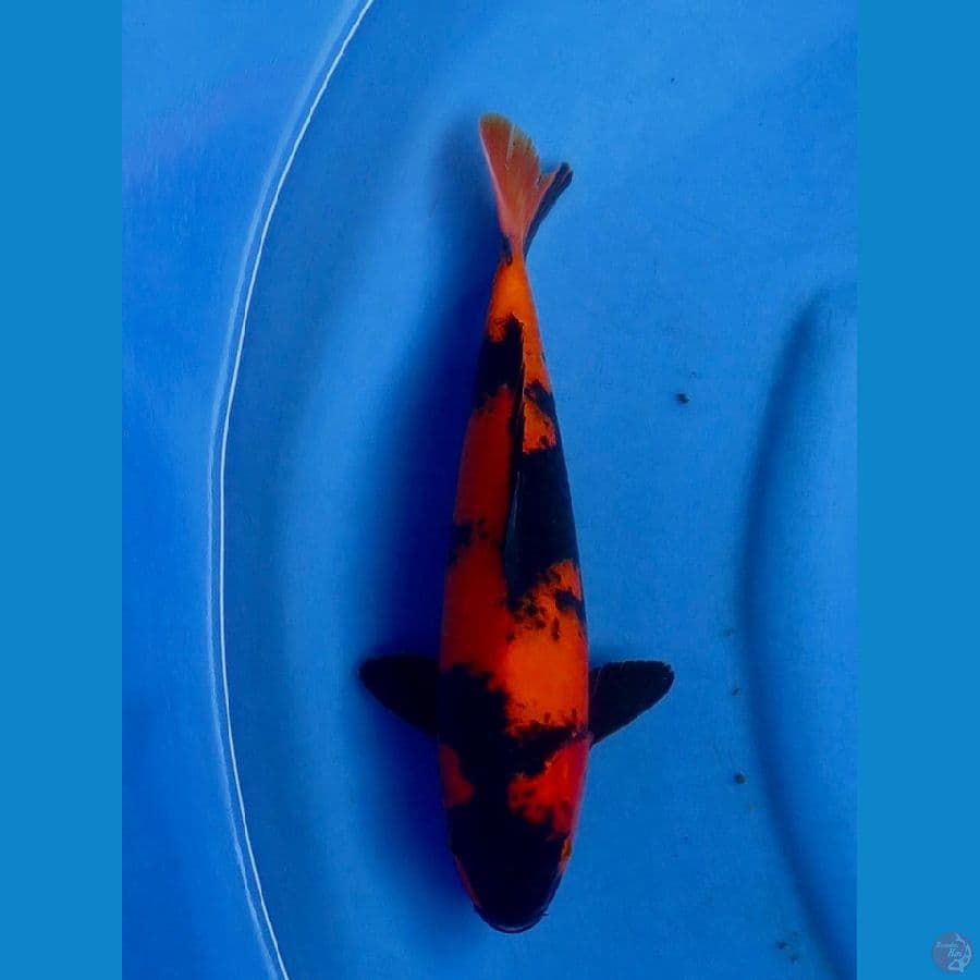 31cm , Hi Utsuri Male