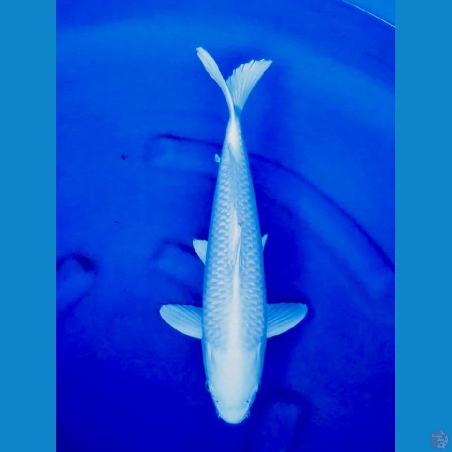 si putih 45cm , male Platinum no bocor