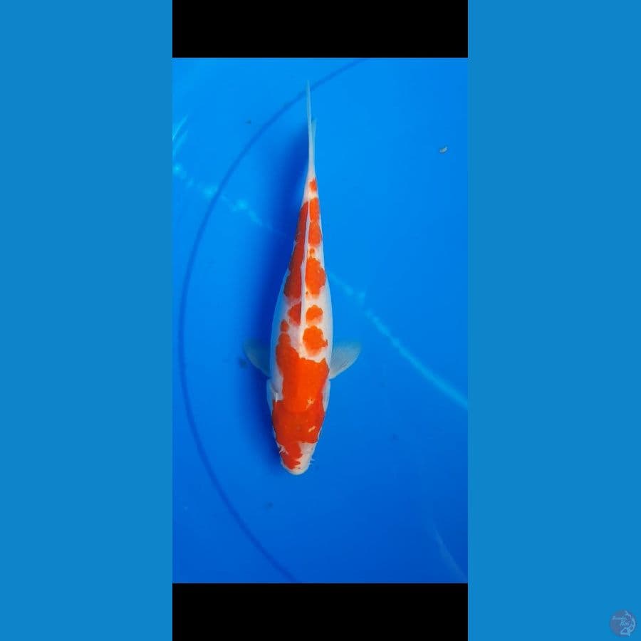 kohaku