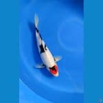 tancho showa istimewa 35cm (male) 