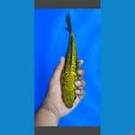 aragoke Super Quality 27cm