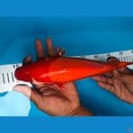 BENIGOI 33 cm 