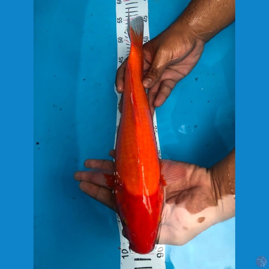 BENIGOI 34 cm
