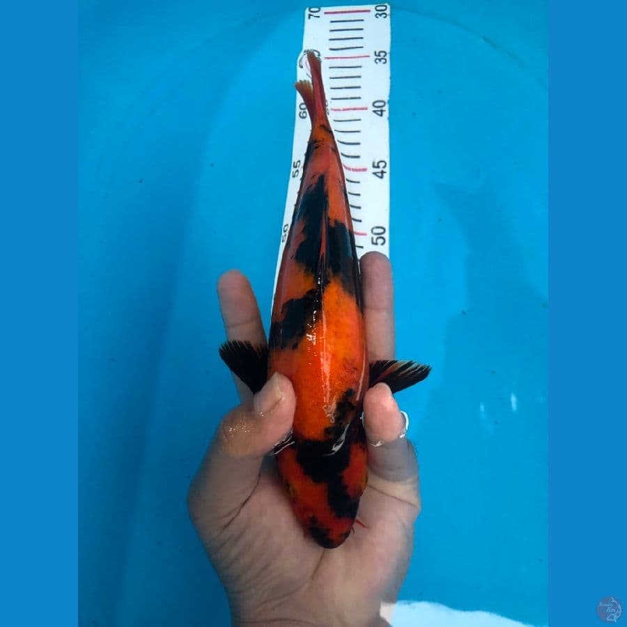 HI-UTSURI 25 cm