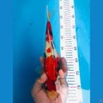 SHOWA 28 cm 