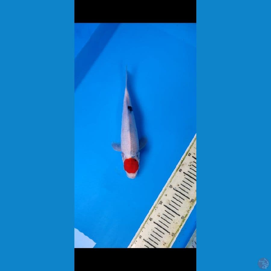 TANCO SHOWA TATEGOI HQ 30CM
